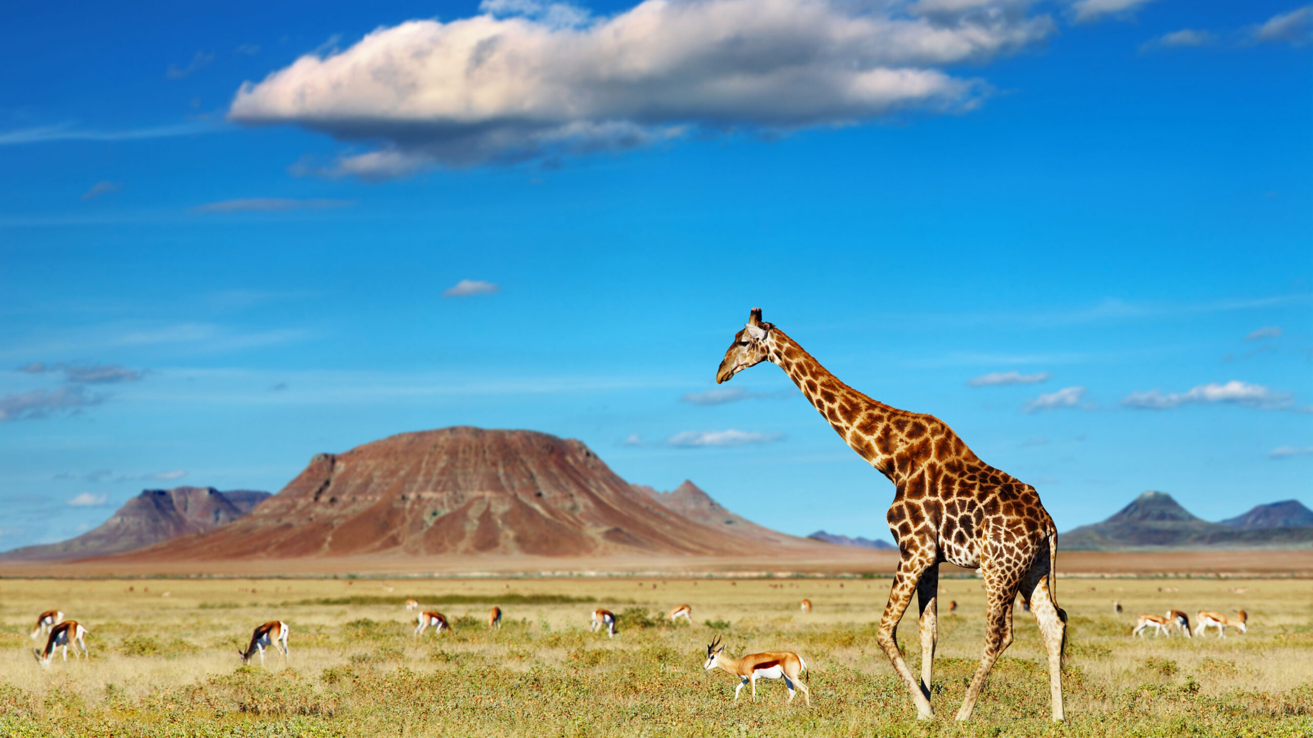 Amboseli National Park: The Land of Giants Beneath Kilimanjaro