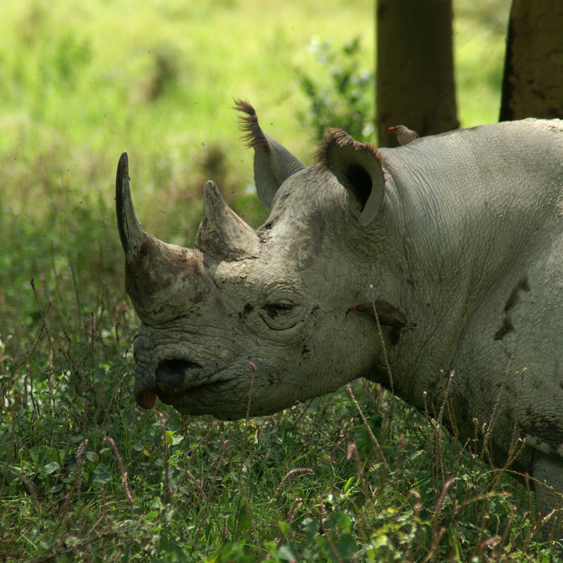 Kenya Wildlife