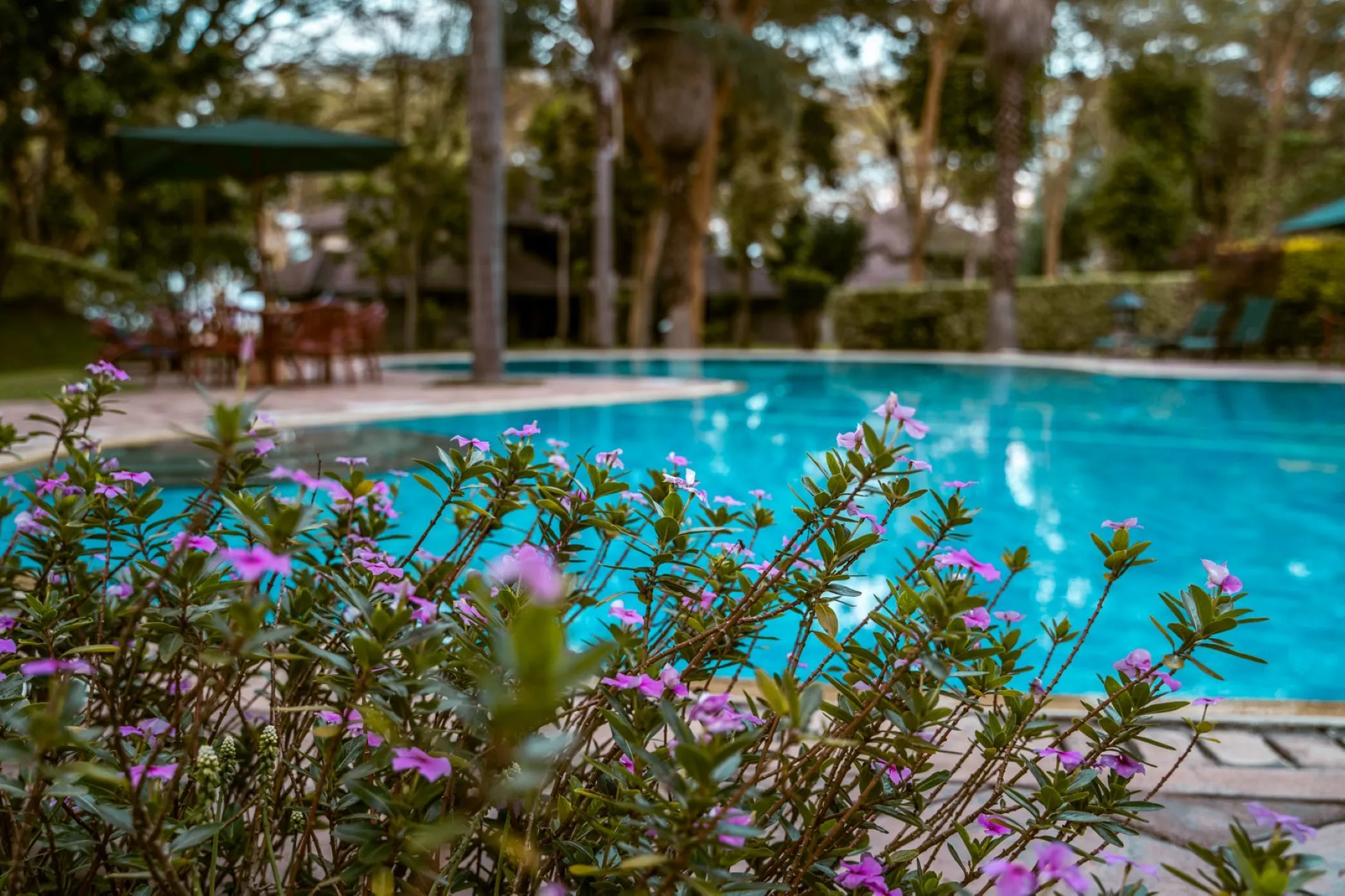 IM_KE_NVS_Lake-Naivasha-Simba-Lodge_pool