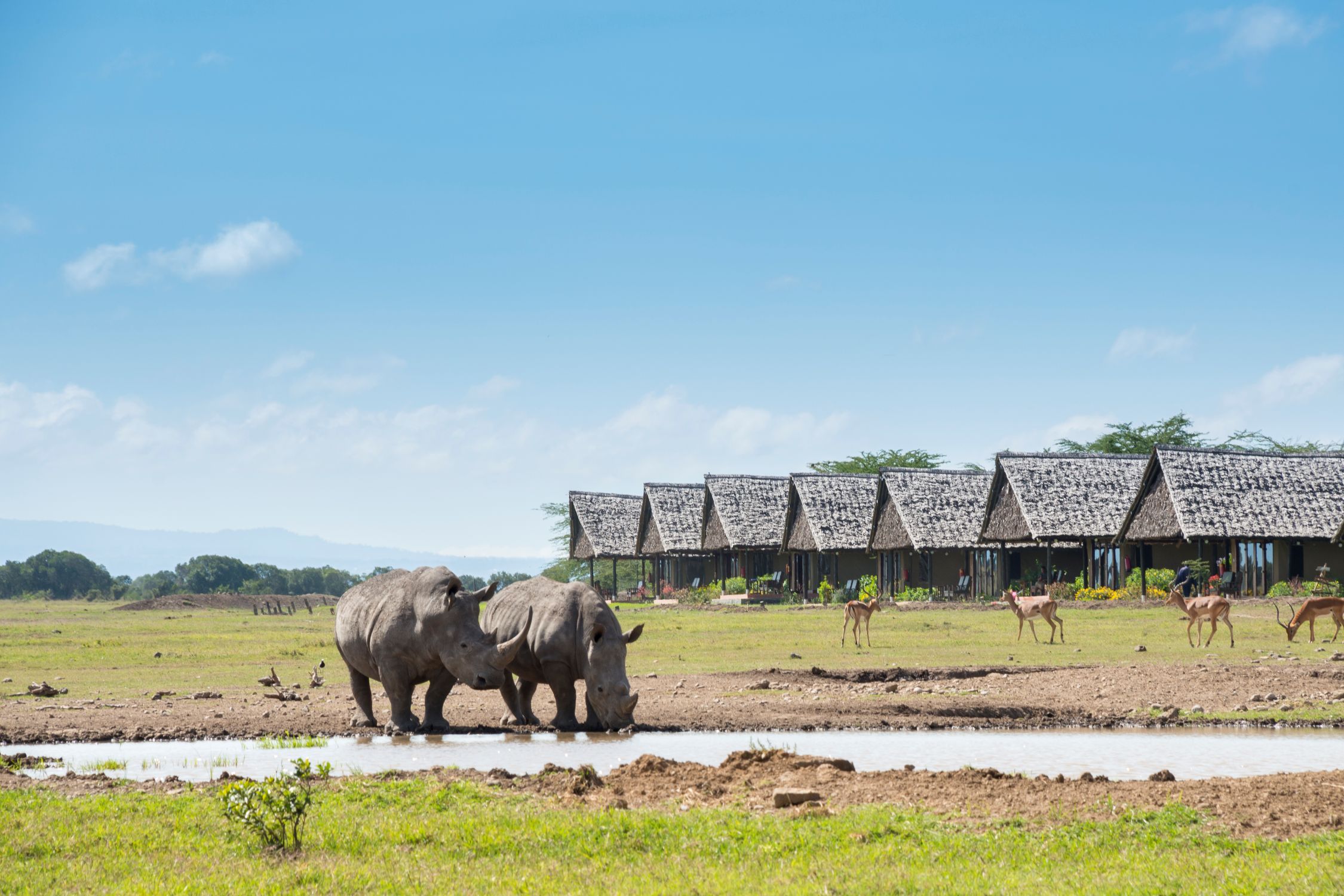 IM_KE_PEJ_Sweetwaters-Serena-Morani-Wing_Outside-of-Morani-Wing-rhino-drinking