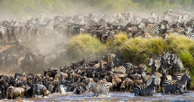 Wildebeest-Migration