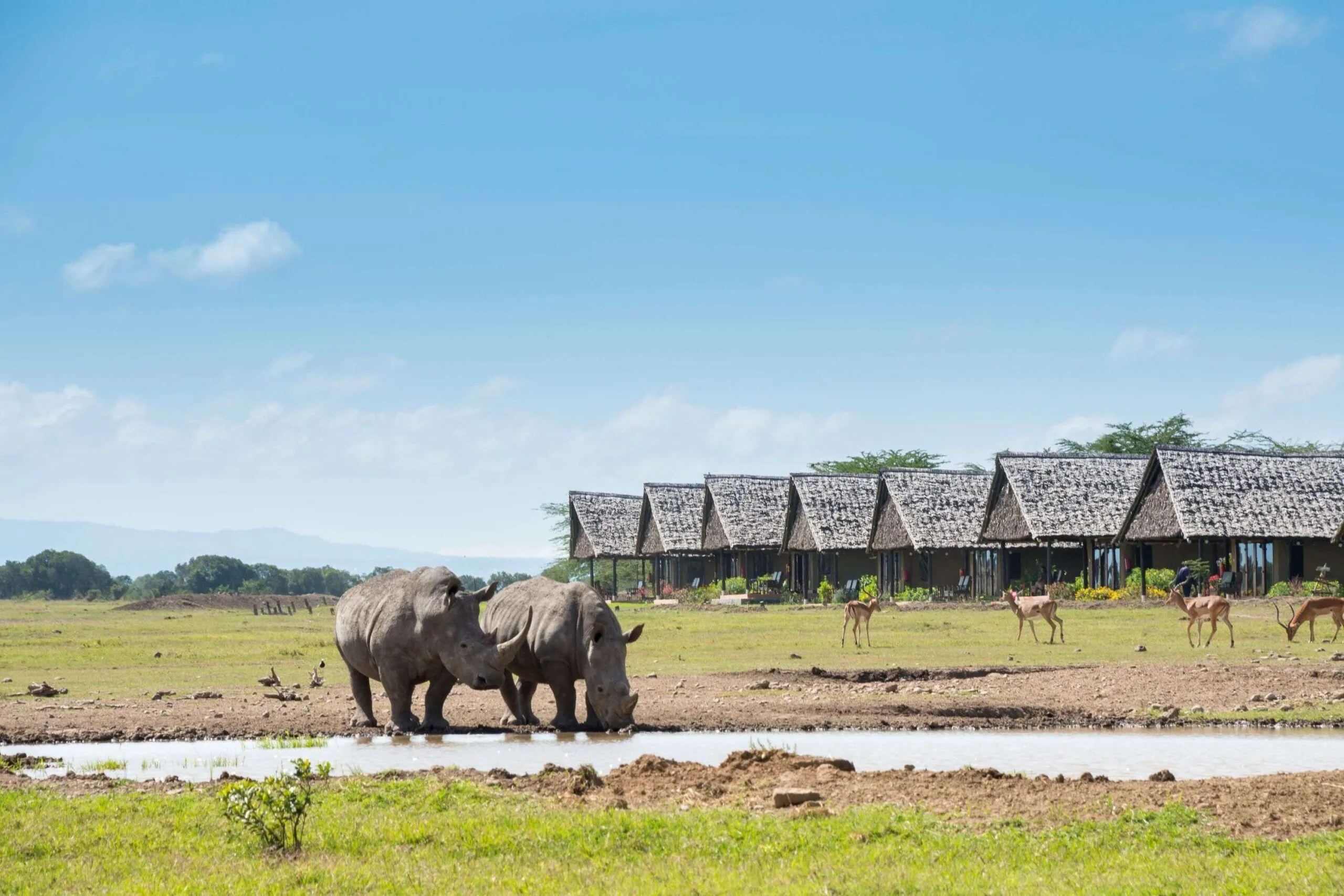 Waterhole-rhinos-compressed-scaled